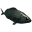 salema_raw